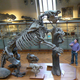 Image for article titled The Strangest Extinct Animals That Used To Roam The Earth